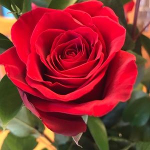 Meet your Posher, Robyn